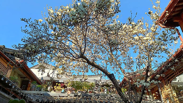 Magnolia tree at Yueshang Mountain Viewing Courtyard hotel, Lijiang old town