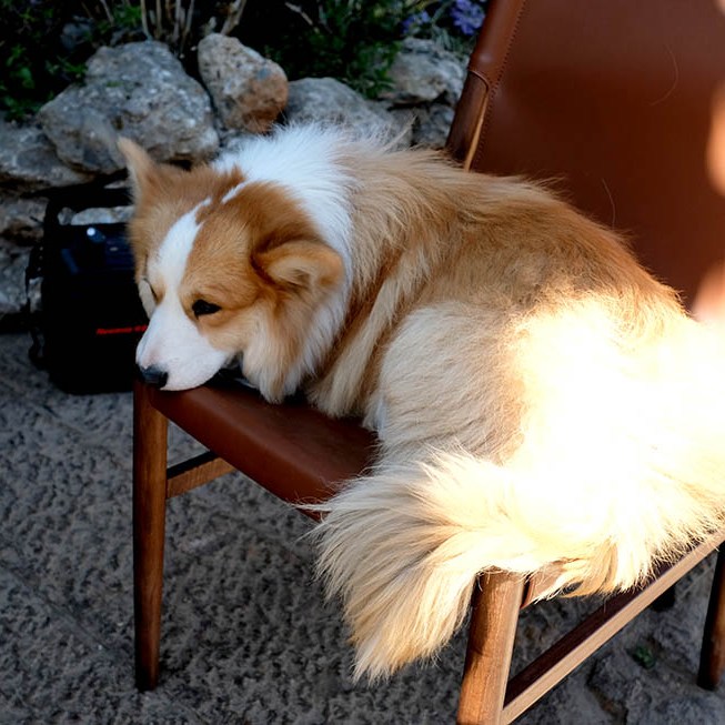 สุนัขคอร์กี้ที่หมู่บ้านไป๋ชา ลี่เจียง ยูนนาน ประเทศจีน Corgi dog at Baisha Ancient Town, Lijiang, Yunnan, China