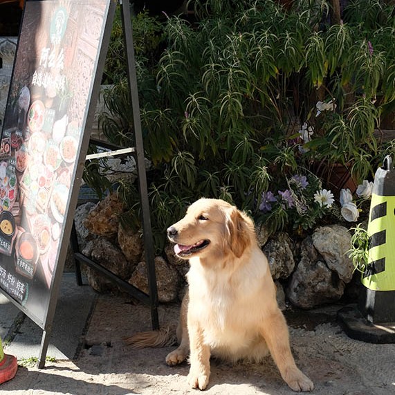 สุนัขที่หมู่บ้านไป๋ชา ลี่เจียง ยูนนาน ประเทศจีน Dog at Baisha Ancient Town, Lijiang, Yunnan, China
