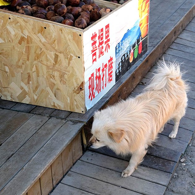 สุนัขที่หมู่บ้านไป๋ชา ลี่เจียง ยูนนาน ประเทศจีน Dog at Baisha Ancient Town, Lijiang, Yunnan, China