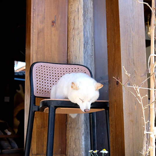 สุนัขจิ้งจอกที่หมู่บ้านไป๋ชา ลี่เจียง ยูนนาน ประเทศจีน snowy fox at Baisha Ancient Town, Lijiang, Yunnan, China