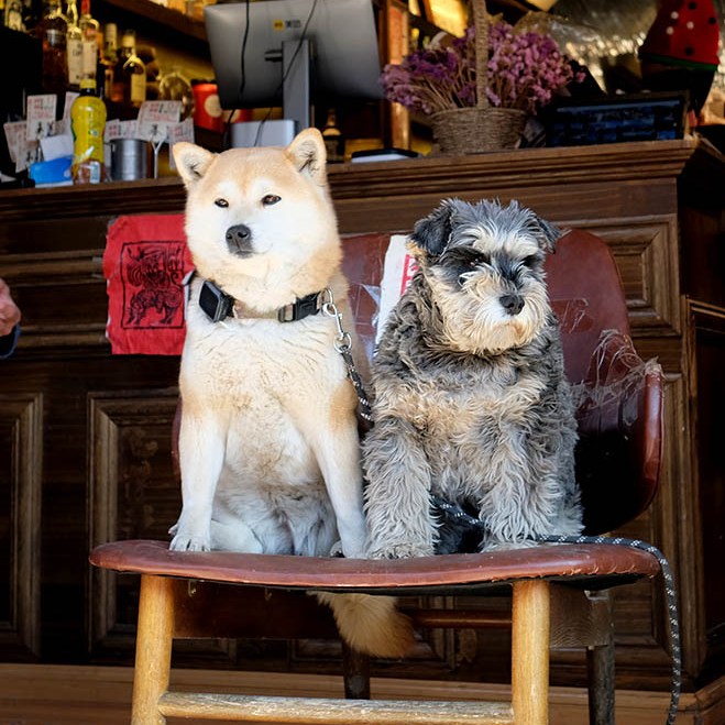 สุนัขที่หมู่บ้านไป๋ชา ลี่เจียง ยูนนาน ประเทศจีน Dogs at Baisha Ancient Town, Lijiang, Yunnan, China