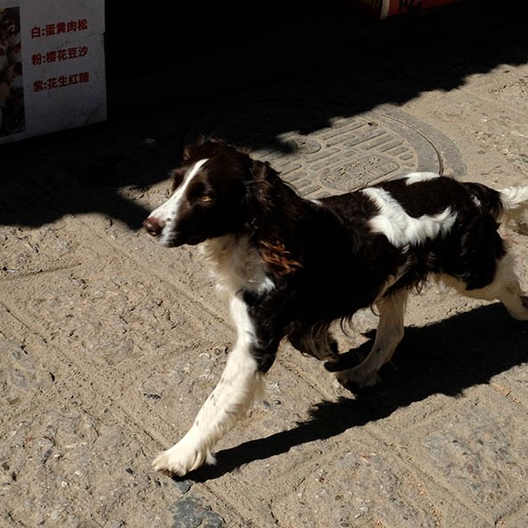 สุนัขที่หมู่บ้านไป๋ชา ลี่เจียง ยูนนาน ประเทศจีน Dog at Baisha Ancient Town, Lijiang, Yunnan, China
