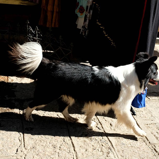 สุนัขที่หมู่บ้านไป๋ชา ลี่เจียง ยูนนาน ประเทศจีน Dog at Baisha Ancient Town, Lijiang, Yunnan, China