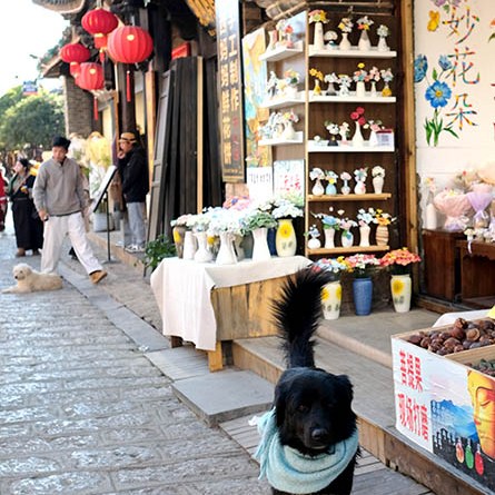 หมู่บ้านไป๋ชา ลี่เจียง ยูนนาน ประเทศจีน Baisha Ancient Town, Lijiang, Yunnan, China