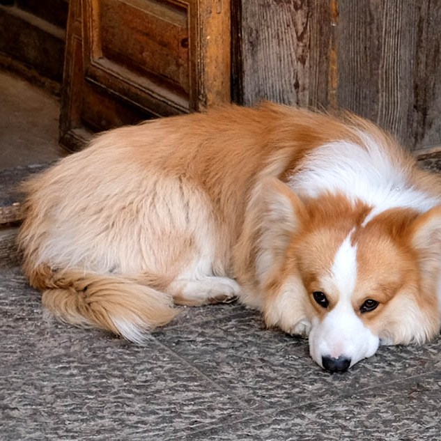 สุนัขคอร์กี้ที่หมู่บ้านไป๋ชา ลี่เจียง ยูนนาน ประเทศจีน Corgi dog at Baisha Ancient Town, Lijiang, Yunnan, China