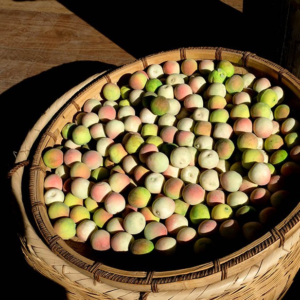 บ๊วย ที่หมู่บ้านไป๋ชา ลี่เจียง ยูนนาน ประเทศจีน Plums at Baisha Ancient Town, Lijiang, Yunnan, China