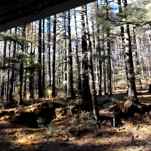 Spruce Meadow, Jade Dragon Snow Mountain, Lijiang, Yunnan Province, China / Spruce Meadow ภูเขาหิมะมังกรหยก ลี่เจียง มณฑลยูนนาน ประเทศจีน