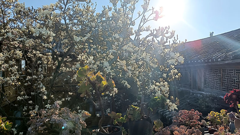 ดอกแมกโนเลียที่โรงแรมยามเช้า magnolia flowers at the hotel in Lijiang