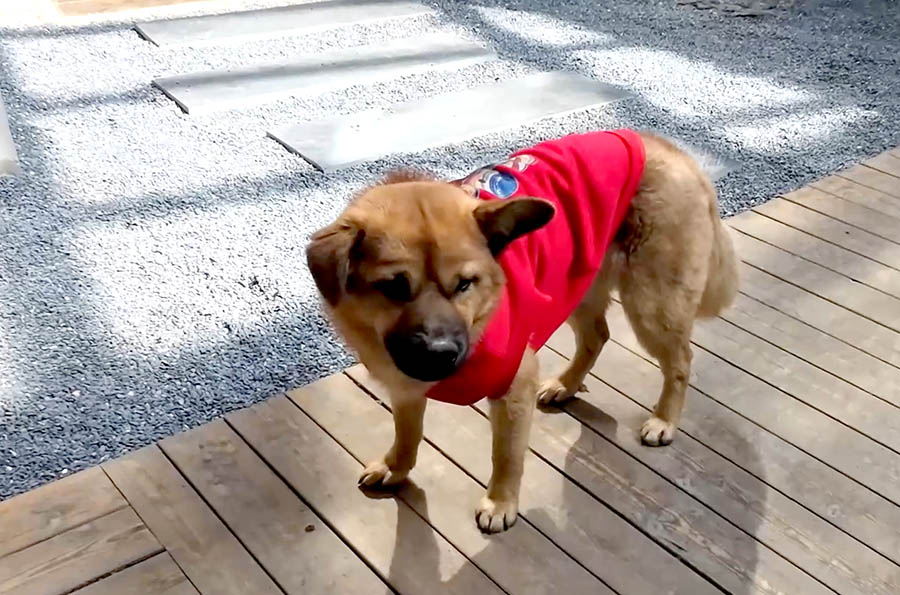 Bala the dog, Yanlu Library Oxygen Hotel at Shangri-la, Yunnan province, China ปาลา สุนัขที่โรงแรม Yanlu Library Oxygen Hotel แชงกรีลา มณฑลยูนนาน ประเทศจีน
