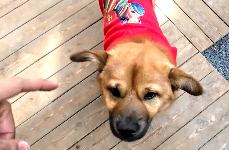 Bala the dog, Yanlu Library Oxygen Hotel at Shangri-la, Yunnan province, China ปาลา สุนัขที่โรงแรม Yanlu Library Oxygen Hotel แชงกรีลา มณฑลยูนนาน ประเทศจีน