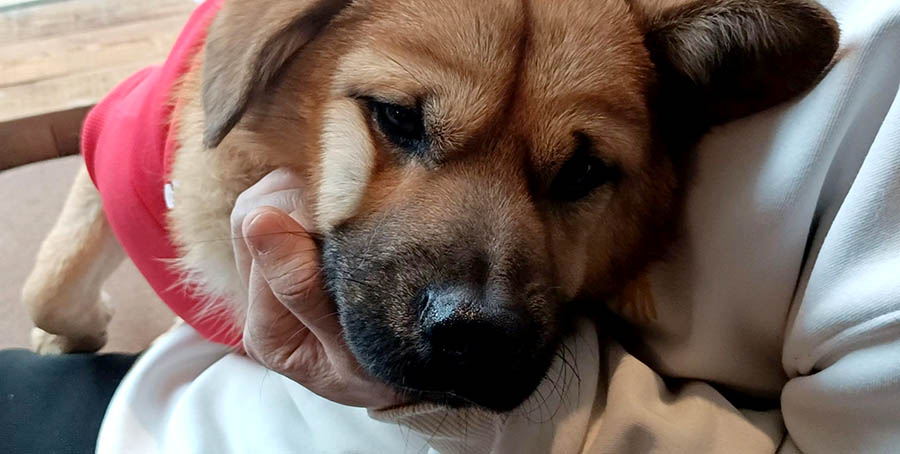 Bala the dog, Yanlu Library Oxygen Hotel at Shangri-la, Yunnan province, China ปาลา สุนัขที่โรงแรม Yanlu Library Oxygen Hotel แชงกรีลา มณฑลยูนนาน ประเทศจีน