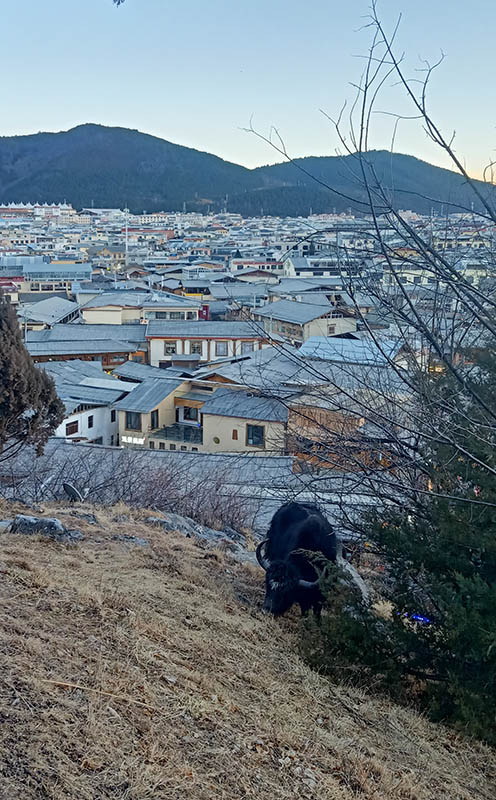 a Yak and Dukezong scenery from uphill at Dafo Temple, Shangri-la Dukezong Ancient town (north gate zone), Yunnan province, China จามรี และ วิวเมืองเก่าตู๋เค่อจง มองจากบนเขา วัดต้าฝอ (วัดกุ้ยชาน) เมืองเก่าตู๋เค่อจง แชงกรีลา มณฑลยูนนาน ประเทศจีน