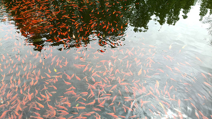 koi fish at Zhanshan Temple, Qingdao, Shandong province, China ฝูงปลาที่วัดจ้านซาน, ชิงเต่า มณฑลชานตง ประเทศจีน