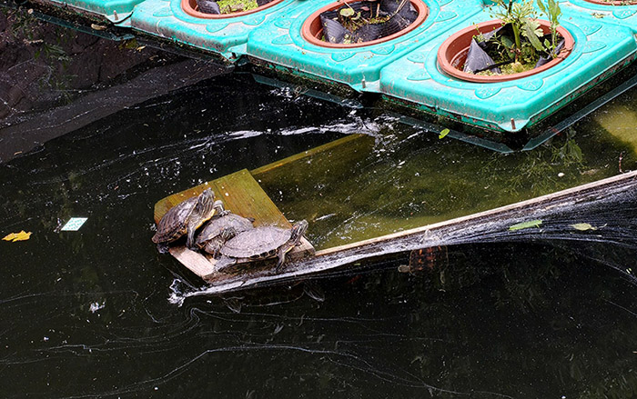 turtles at Zhanshan Temple, Qingdao, Shandong province, China เต่าที่วัดจ้านซาน, ชิงเต่า มณฑลชานตง ประเทศจีน