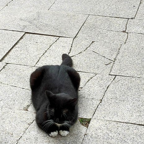 a cat at Zhanshan Temple, Qingdao, Shandong province, China แมวที่วัดจ้านซาน, ชิงเต่า มณฑลชานตง ประเทศจีน