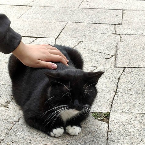 a cat at Zhanshan Temple, Qingdao, Shandong province, China แมวที่วัดจ้านซาน, ชิงเต่า มณฑลชานตง ประเทศจีน