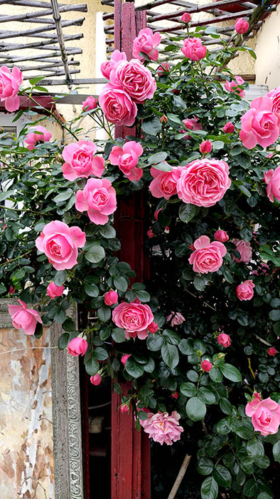 blooming roses in May in Qingdao, Shandong province, China , ดอกกุหลาบบานสะพรั่งในฤดูใบไม้ผลิ เดือนพฤษภาคม ชิงเต่า มณฑลชานตง ประเทศจีน