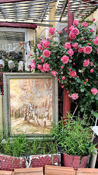 blooming roses in May in Qingdao, Shandong province, China , ดอกกุหลาบบานสะพรั่งในฤดูใบไม้ผลิ เดือนพฤษภาคม ชิงเต่า มณฑลชานตง ประเทศจีน