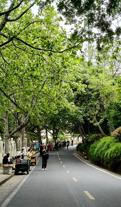 Longshan road, Qingdao, Shandong province, China , ถนนหลงซาน ชิงเต่า มณฑลชานตง ประเทศจีน