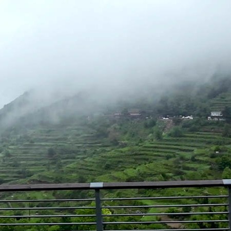 Tea plantation, Yakou, Laoshan National Park, Qingdao, Shandong province, China ไร่ชาที่อุทยานแห่งชาติเหลาซาน ชิงเต่า มณฑลชานตง ประเทศจีน