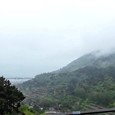 Tea plantation, Yakou, Laoshan National Park, Qingdao, Shandong province, China ไร่ชาที่อุทยานแห่งชาติเหลาซาน ชิงเต่า มณฑลชานตง ประเทศจีน