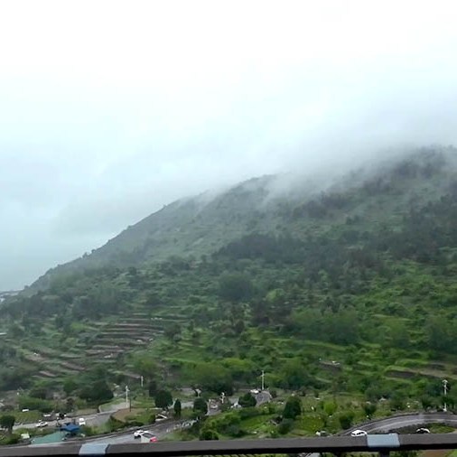Tea plantation, Yakou, Laoshan National Park, Qingdao, Shandong province, China ไร่ชาที่อุทยานแห่งชาติเหลาซาน ชิงเต่า มณฑลชานตง ประเทศจีน