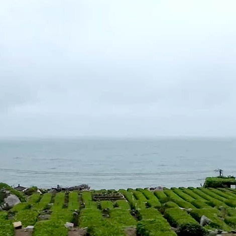 Tea plantation, Yakou, Laoshan National Park, Qingdao, Shandong province, China ไร่ชาที่อุทยานแห่งชาติเหลาซาน ชิงเต่า มณฑลชานตง ประเทศจีน