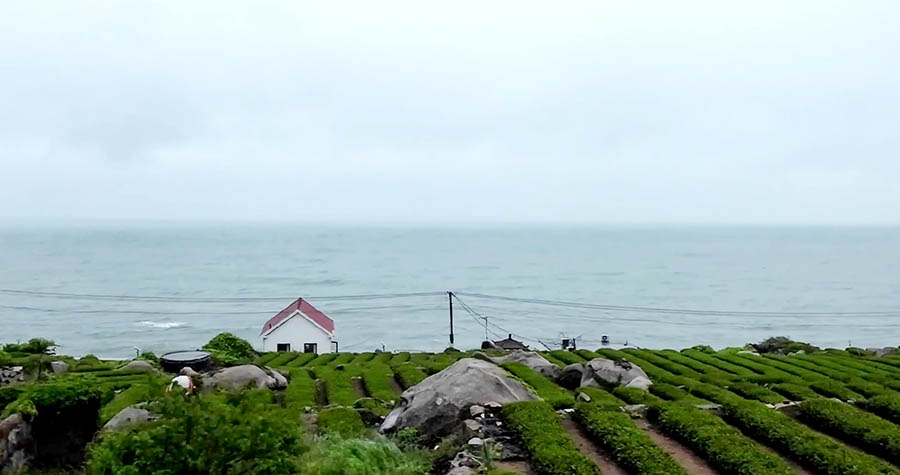 Tea plantation, Yakou, Laoshan National Park, Qingdao, Shandong province, China ไร่ชาที่อุทยานแห่งชาติเหลาซาน ชิงเต่า มณฑลชานตง ประเทศจีน