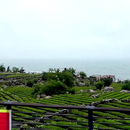 Tea plantation, Yakou, Laoshan National Park, Qingdao, Shandong province, China ไร่ชาที่อุทยานแห่งชาติเหลาซาน ชิงเต่า มณฑลชานตง ประเทศจีน