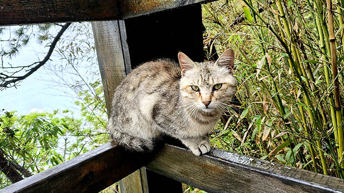 a cat at Laoshan National Park, Qingdao, Shandong province, China แมวที่อุทยานแห่งชาติเหลาซาน ชิงเต่า มณฑลชานตง ประเทศจีน