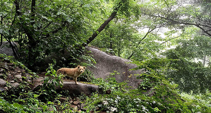 dogs at Yangkou, Laoshan National Park, Qingdao, Shandong province, China สุนัขที่หยางโข่ว อุทยานแห่งชาติเหลาซาน ชิงเต่า มณฑลชานตง ประเทศจีน