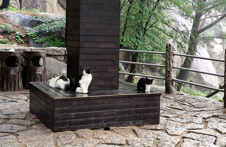 cats at Yangkou, Laoshan National Park, Qingdao, Shandong province, China แมวที่หยางโข่ว อุทยานแห่งชาติเหลาซาน ชิงเต่า มณฑลชานตง ประเทศจีน