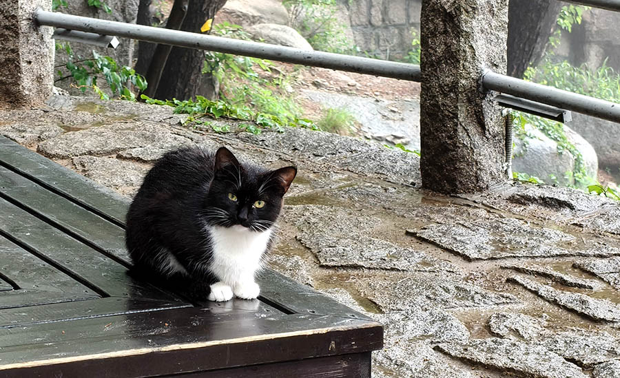 cats at Yangkou, Laoshan National Park, Qingdao, Shandong province, China แมวที่หยางโข่ว อุทยานแห่งชาติเหลาซาน ชิงเต่า มณฑลชานตง ประเทศจีน