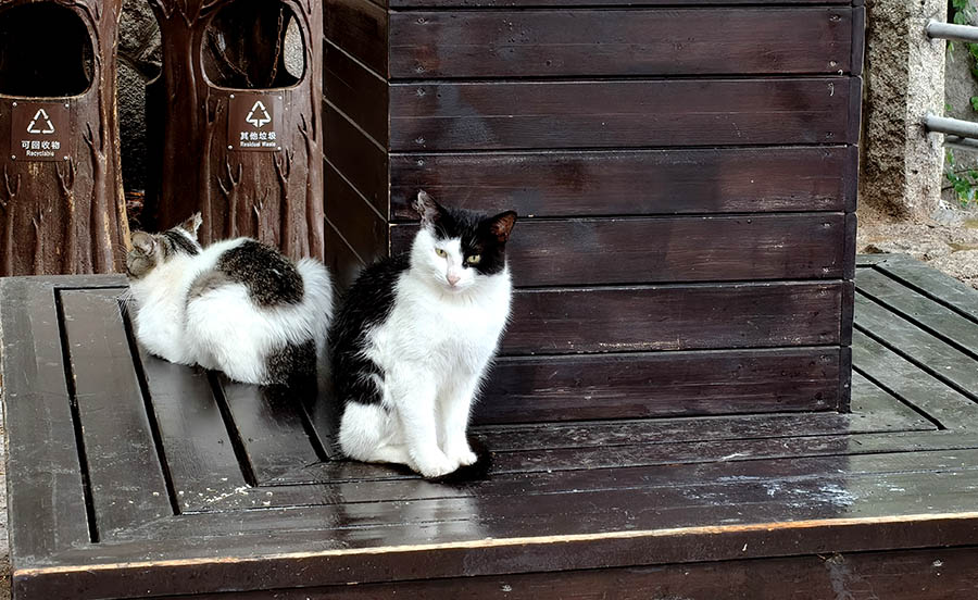 cats at Yangkou, Laoshan National Park, Qingdao, Shandong province, China แมวที่หยางโข่ว อุทยานแห่งชาติเหลาซาน ชิงเต่า มณฑลชานตง ประเทศจีน